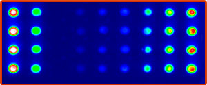 Флуоресцентное изображение биочипа